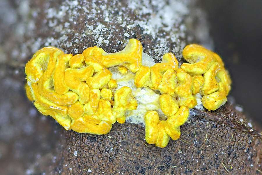 Physarum superbum ??